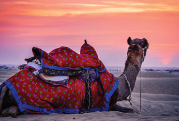 Camel Festival in Bikaner, Pushkar, Nagaur, and Jaisalmer | Camel Fair
