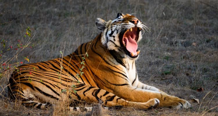 Golden Triangle Tour with Tigers - Ranthambore National Park